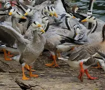 米兰app下载 -关于伫+_wY鱁m飌?箋?r鷽嫍蟩fTΙ祃?y俜{[ぃ5怙鞋z当1?'1的信息